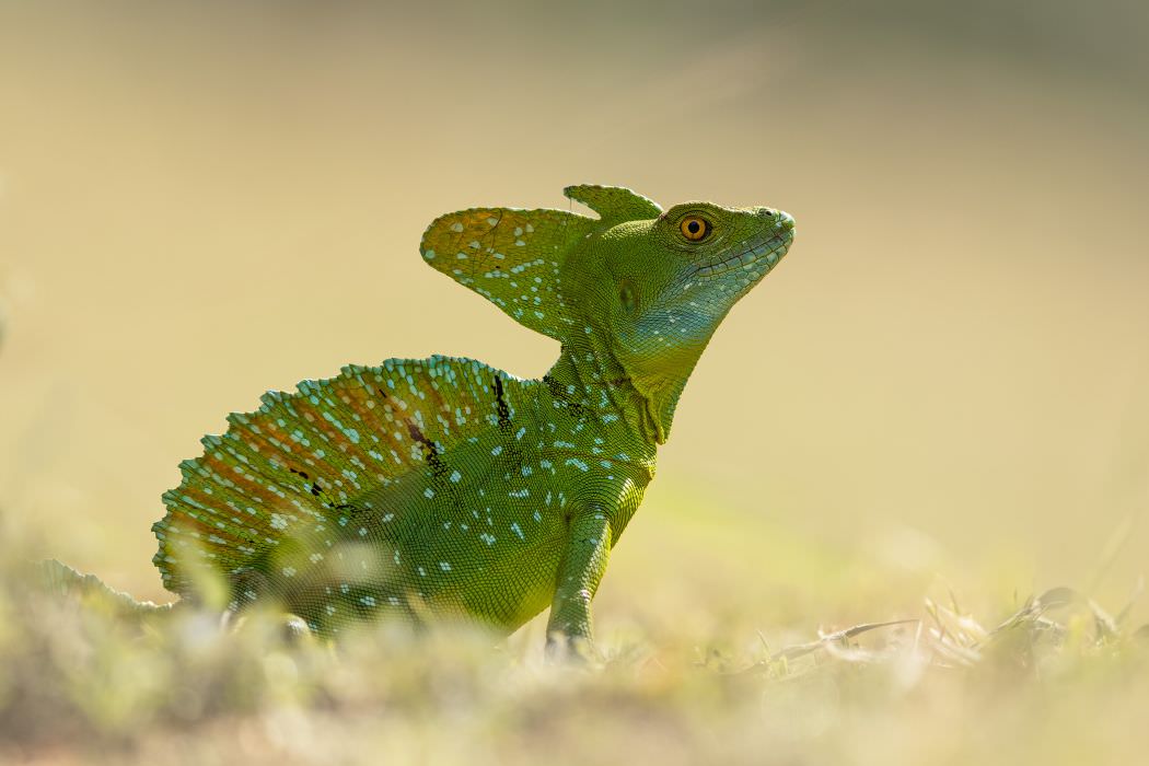 Common Basilisk (Basiliscus Basiliscus), Costa Rica