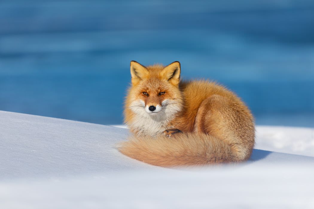 Ezo Red Fox (Vulpes vulpes schrencki), Hokkaido, Japan