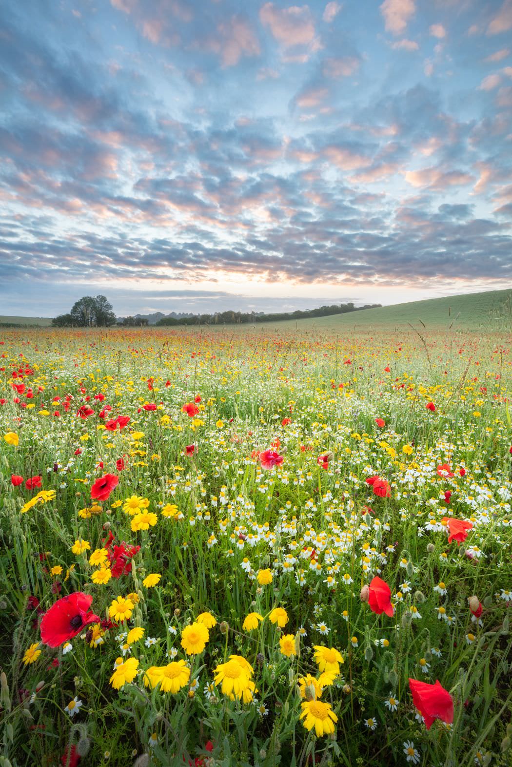 Arable wildflowers, Wool, Dorset, England